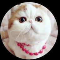 fatcatmeow