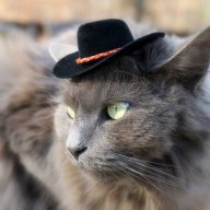 GreyCatWorld