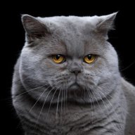 seraivagrettafx