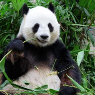 panda09