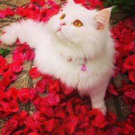 sina_b