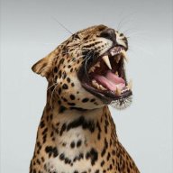 Savana Data
