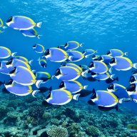Reef108