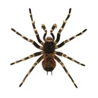 spiderwebsmith