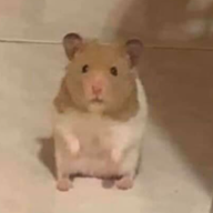 SolicitingHamster