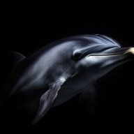 blackdolphin