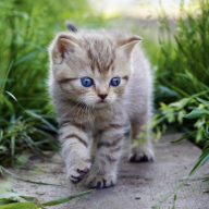 jarsha