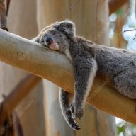 RestingKoala