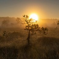 MorningSun