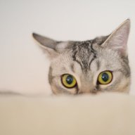 blackmiao