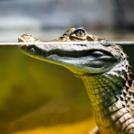 thecaiman