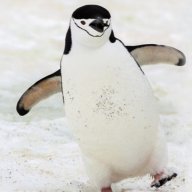 dmwilliam