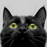 Blackcat87