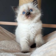 lightbrownfeather
