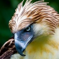 Eagle 95