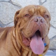 roccoyfredy