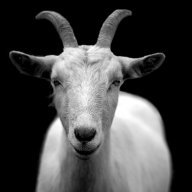 swollengoat