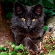 feral