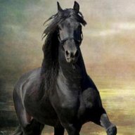 stalion007