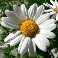 UpsyDaisy