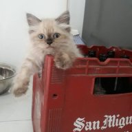 andres1