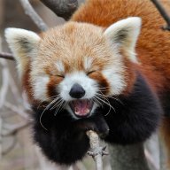 Pandaaa