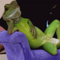 SmexyLizard