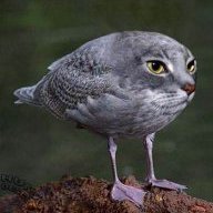 Catduck