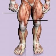 Quadriceps