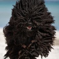 krAwl