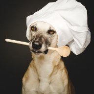 spoondog