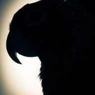 agabird