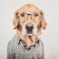ScottyDog