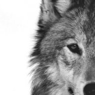 Grey wolf