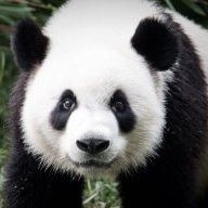 lovemepanda