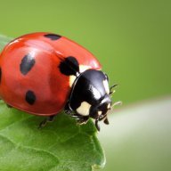 WildLadyBug