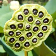 Trypophobia