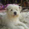 den2rayong