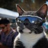 Real Cool Cat