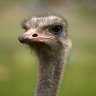 SirOstrich