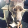 MargotTheDog