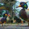 Duck Parade