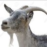 silvergoat