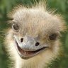 SavageOstrich
