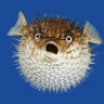 FindTheFish