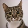 curious_j