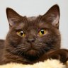Browncat