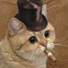 HoustonTheCat