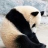 panda_matt