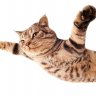 FlyingCat